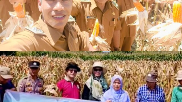 Kecamatan Air Hangat Barat Gelar Panen Jagung Serentak, Dorong Kemandirian Pangan