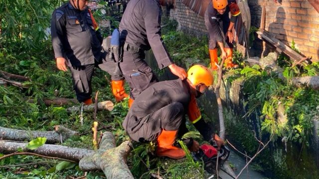 Pohon Tumbang Tutup Akses Jalan, Brimob Sumut Bergerak Cepat Bantu Warga Pematangsiantar